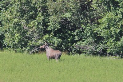 Eland - Elk - Alces alces