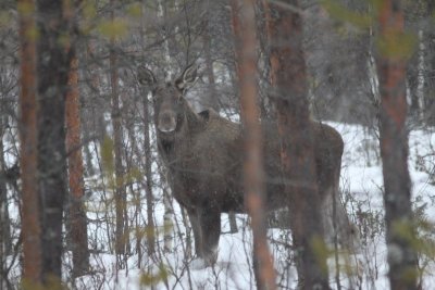 Eland - Elk - Alces alces