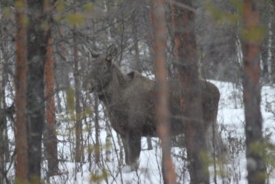 Eland - Elk - Alces alces