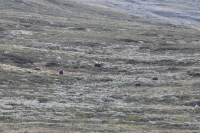 Muskusos - Muskox - Ovibos moschatus