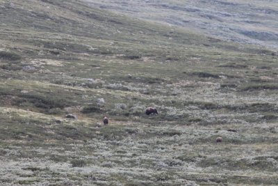 Muskusos - Muskox - Ovibos moschatus