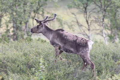 Rendier  - Reindeer - Rangifer tarandus