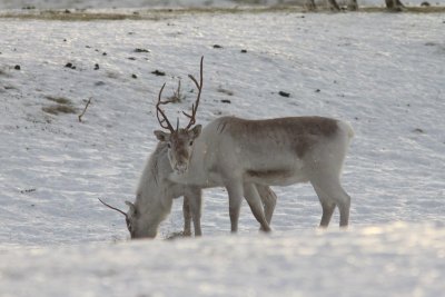 Rendier  - Reindeer - Rangifer tarandus