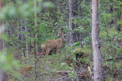 Ree - European roe deer - Capreolus capreolus