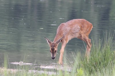 Ree - European roe deer - Capreolus capreolus