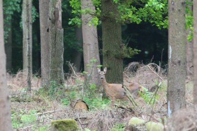 Ree - European roe deer - Capreolus capreolus