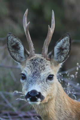 Ree - European roe deer - Capreolus capreolus