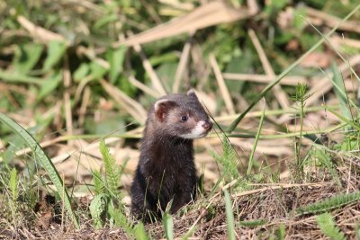 Bunzing - European polecat  - Mustela putorius