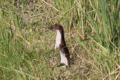 Hermelijn - Stoat - Mustela erminea