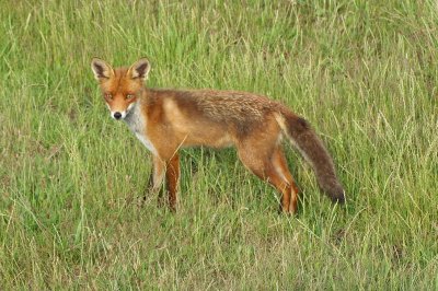 Vos -  Red fox - Vulpes vulpes