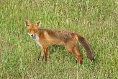 Vos -  Red fox - Vulpes vulpes