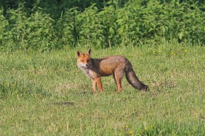 Vos -  Red fox - Vulpes vulpes