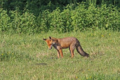 Vos -  Red fox - Vulpes vulpes
