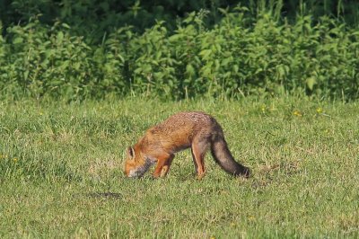 Vos -  Red fox - Vulpes vulpes