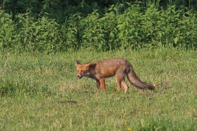Vos -  Red fox - Vulpes vulpes