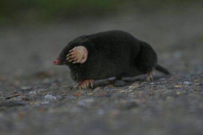 Mol - European mole - Talpa europaea