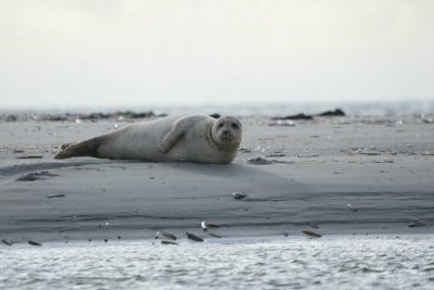 Gewone zeehond - Harbor seal - Phoca vitulina