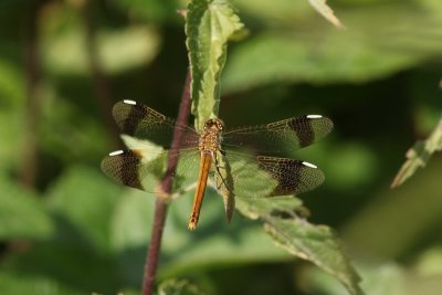 Libellen - Dragonflies / waterjuffers - Damselflies