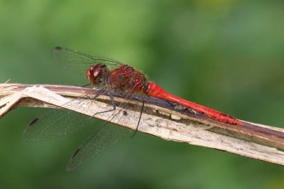 Bloedrode heidellibel - Ruddy Darter - Sympetrum sanguineum