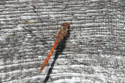 Bloedrode heidellibel - Ruddy Darter - Sympetrum sanguineum