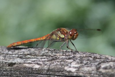 Bloedrode heidellibel - Ruddy Darter - Sympetrum sanguineum