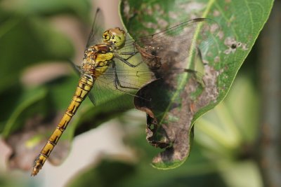 Bloedrode heidellibel - Ruddy Darter - Sympetrum sanguineum
