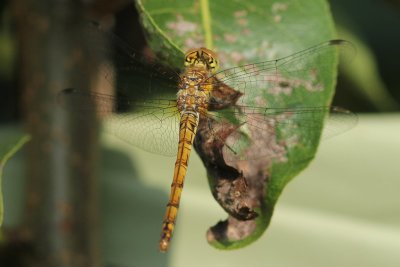 Bloedrode heidellibel - Ruddy Darter - Sympetrum sanguineum