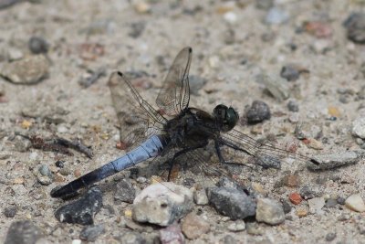 Zwarte heidelibel - Black Meadowhawk  - Sympetrum danae