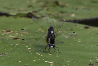 Sierlijke witsnuitlibel - Lilypad whiteface - Leucorrhinia caudalis