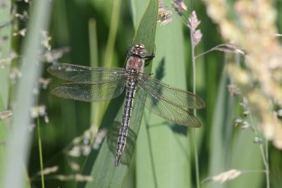 Glassnijder - Hairy dragonfly - Brachytron pratense