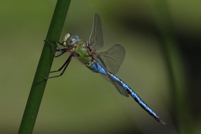 Grote keizerlibel - emperor  - Anax imperator