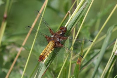 Platbuik - Broad-bodied chaser - Libellula depressa