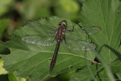 Smaragdlibel - Downy emerald - Cordulia aenea