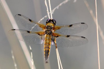 Viervlek - Four-spotted Chaser - Libellula quadrimaculata