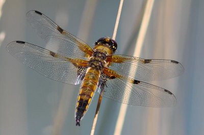 Viervlek - Four-spotted Chaser - Libellula quadrimaculata