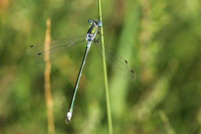 Tangpantserjuffer - Lestes dryas  -  Lestes dryas