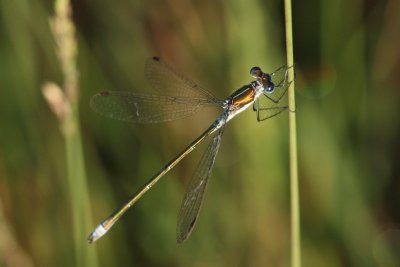 Tangpantserjuffer - Lestes dryas  -  Lestes dryas