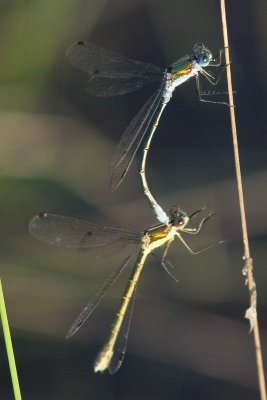 Tangpantserjuffer - Lestes dryas  -  Lestes dryas