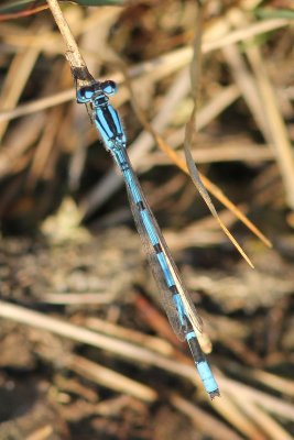 Watersnuffel - Common blue damselfly  - Enallagma cyathigerum