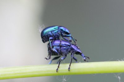 Berkensigaarmaker - Deporaus betulae