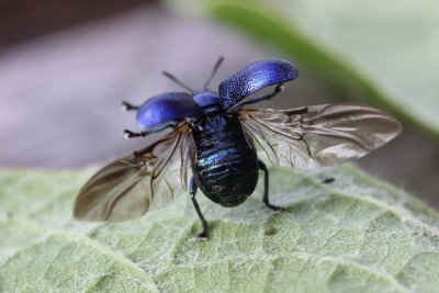 Berkensigaarmaker - Deporaus betulae