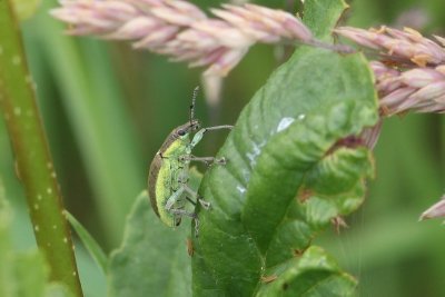 Groene distelsnuitkever - Chlorophanus viridis