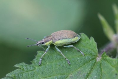 Groene distelsnuitkever - Chlorophanus viridis