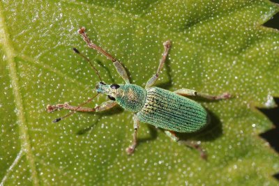 Groene Struiksnuitkever - Polydrusus sericeus