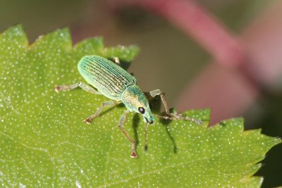 Groene Struiksnuitkever - Polydrusus sericeus