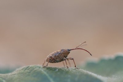 Kleine eikelboorder - Curculio glandium