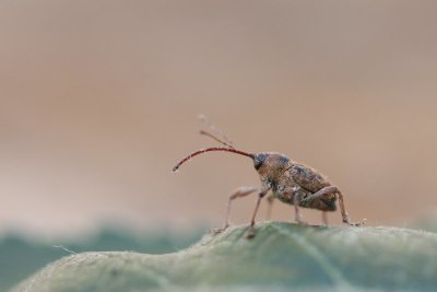 Kleine eikelboorder - Curculio glandium