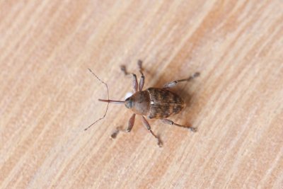 Kleine eikelboorder - Curculio glandium
