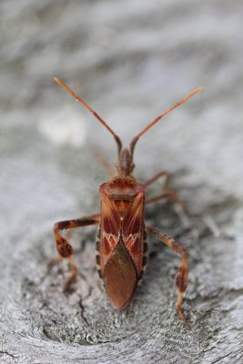 Bladpootrandwants - Leptoglossus occidentalis
