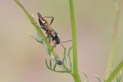 Geribde prachtblindwants - Miris striatus